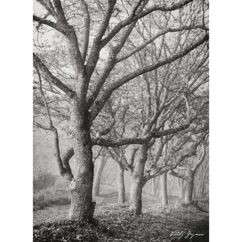 Tree in the Mist V BandW Black Modern Wood Framed Art Print with Double Matting by Geyman, Vitaly