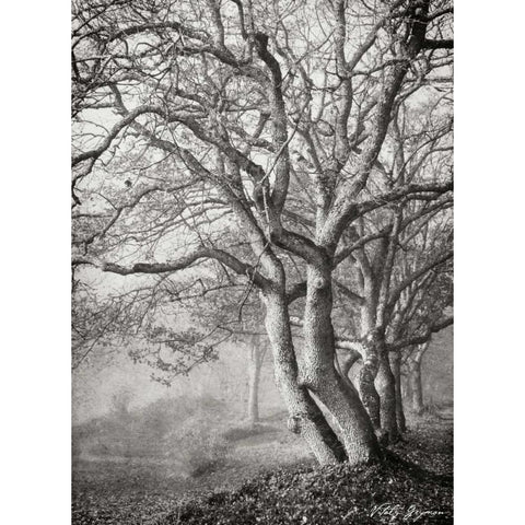 Tree in the Mist VI BandW Gold Ornate Wood Framed Art Print with Double Matting by Geyman, Vitaly