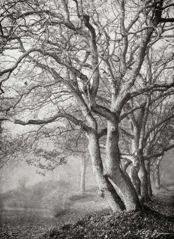 Tree in the Mist VI BandW White Modern Wood Framed Art Print with Double Matting by Geyman, Vitaly