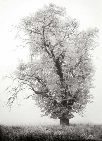 Misty Oak I BandW Black Ornate Wood Framed Art Print with Double Matting by Geyman, Vitaly