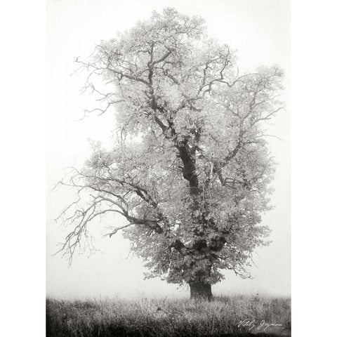 Misty Oak I BandW White Modern Wood Framed Art Print by Geyman, Vitaly