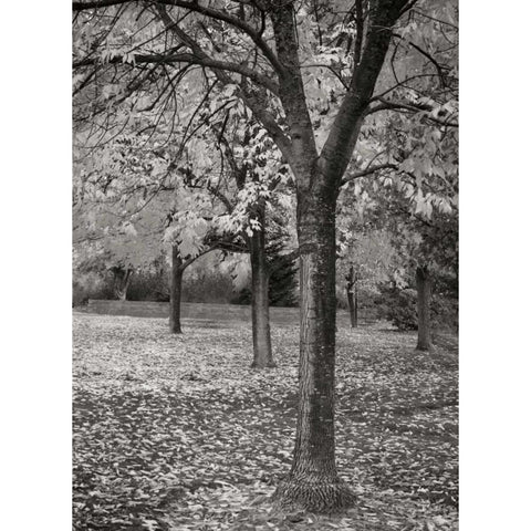 Fall Tree Grove I BandW Black Modern Wood Framed Art Print with Double Matting by Geyman, Vitaly