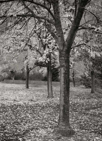 Fall Tree Grove I BandW Black Ornate Wood Framed Art Print with Double Matting by Geyman, Vitaly