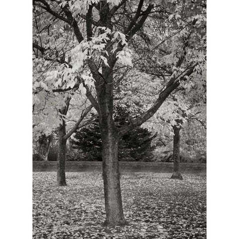 Fall Tree Grove II BandW Black Modern Wood Framed Art Print with Double Matting by Geyman, Vitaly