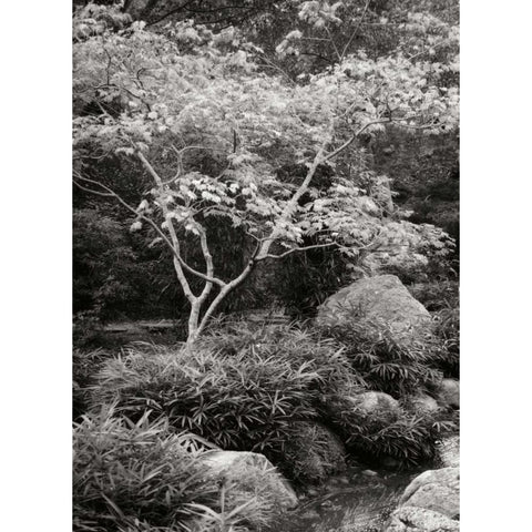 Japanese Park I BandW Black Modern Wood Framed Art Print with Double Matting by Geyman, Vitaly