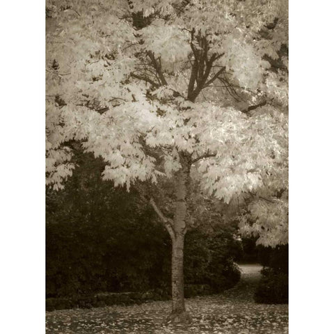 Fall Maple Fever VI White Modern Wood Framed Art Print by Geyman, Vitaly