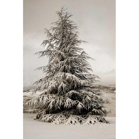 Snow White Pine Gold Ornate Wood Framed Art Print with Double Matting by Geyman, Vitaly