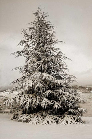 Snow White Pine White Modern Wood Framed Art Print with Double Matting by Geyman, Vitaly