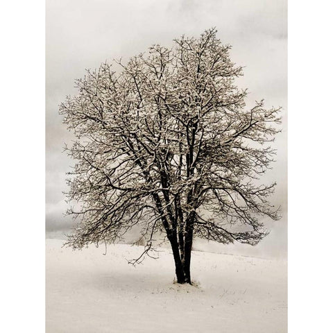 Snow White Tree Black Modern Wood Framed Art Print with Double Matting by Geyman, Vitaly