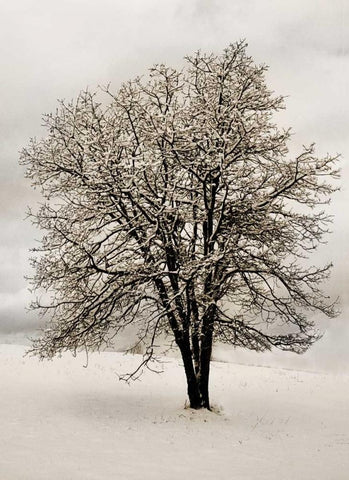 Snow White Tree White Modern Wood Framed Art Print with Double Matting by Geyman, Vitaly