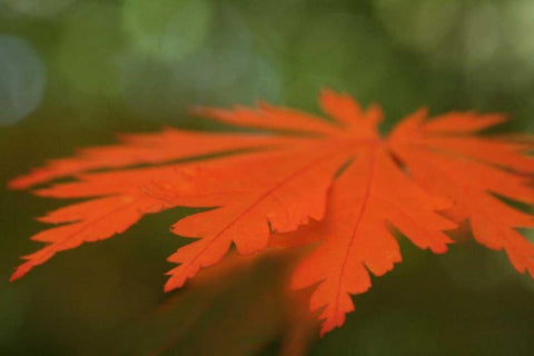 Autumn Leaf Mirage I Black Ornate Wood Framed Art Print with Double Matting by Geyman, Vitaly