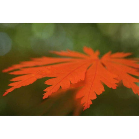 Autumn Leaf Mirage I Black Modern Wood Framed Art Print by Geyman, Vitaly