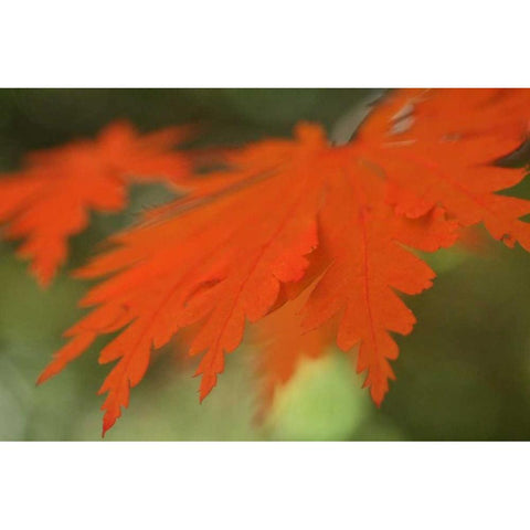 Autumn Leaf Mirage II Black Modern Wood Framed Art Print by Geyman, Vitaly