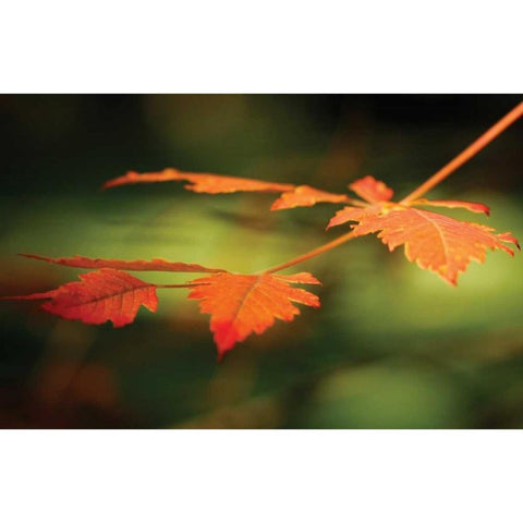 Autumn Fire Leaves I Black Modern Wood Framed Art Print by Geyman, Vitaly