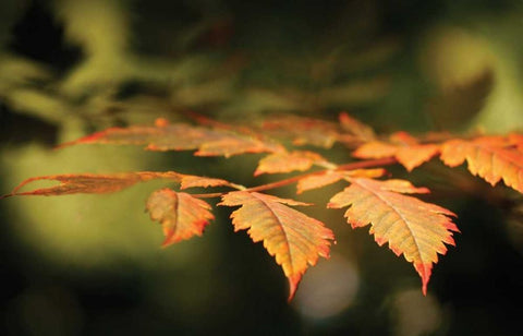 Autumn Fire Leaves II White Modern Wood Framed Art Print with Double Matting by Geyman, Vitaly