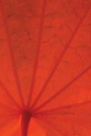 Leaf Romance I White Modern Wood Framed Art Print with Double Matting by Geyman, Vitaly