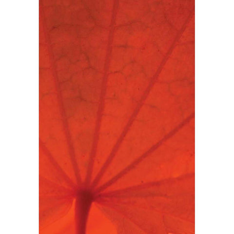 Leaf Romance I Gold Ornate Wood Framed Art Print with Double Matting by Geyman, Vitaly