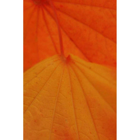 Leaf Romance II Gold Ornate Wood Framed Art Print with Double Matting by Geyman, Vitaly