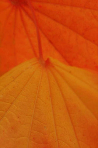 Leaf Romance II White Modern Wood Framed Art Print with Double Matting by Geyman, Vitaly