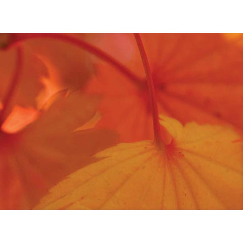 Leaf Romance III Gold Ornate Wood Framed Art Print with Double Matting by Geyman, Vitaly