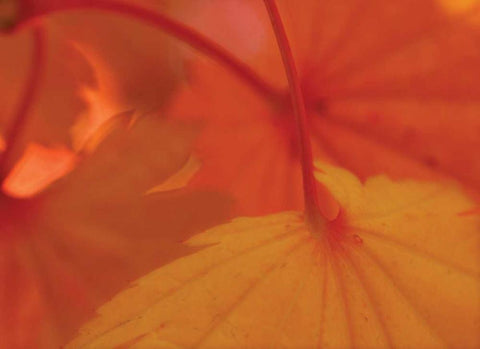 Leaf Romance III Black Ornate Wood Framed Art Print with Double Matting by Geyman, Vitaly