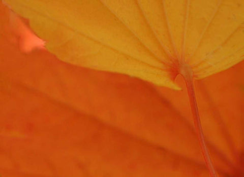 Leaf Romance IV Black Ornate Wood Framed Art Print with Double Matting by Geyman, Vitaly