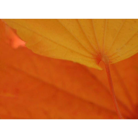 Leaf Romance IV Black Modern Wood Framed Art Print by Geyman, Vitaly