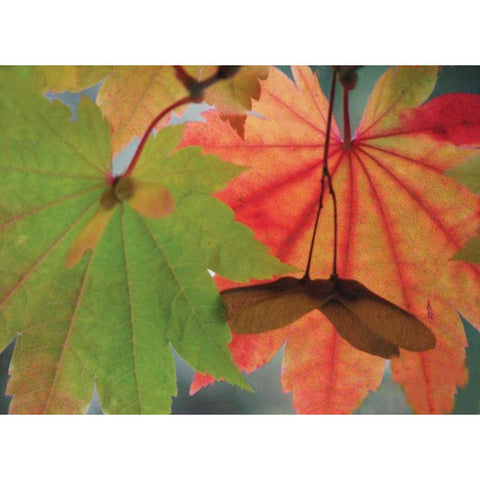 Maple Leaves Perfection I Gold Ornate Wood Framed Art Print with Double Matting by Geyman, Vitaly