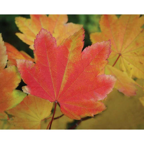 Maple Leaves Perfection II Gold Ornate Wood Framed Art Print with Double Matting by Geyman, Vitaly