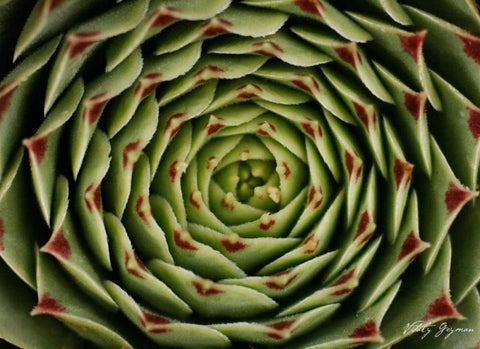 Floral Labyrinth I Color White Modern Wood Framed Art Print with Double Matting by Geyman, Vitaly