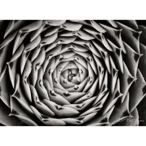 Floral Labyrinth I Black Modern Wood Framed Art Print with Double Matting by Geyman, Vitaly