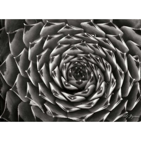 Floral Labyrinth II White Modern Wood Framed Art Print by Geyman, Vitaly