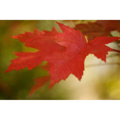 Maple Fire Leaves I Black Modern Wood Framed Art Print with Double Matting by Geyman, Vitaly