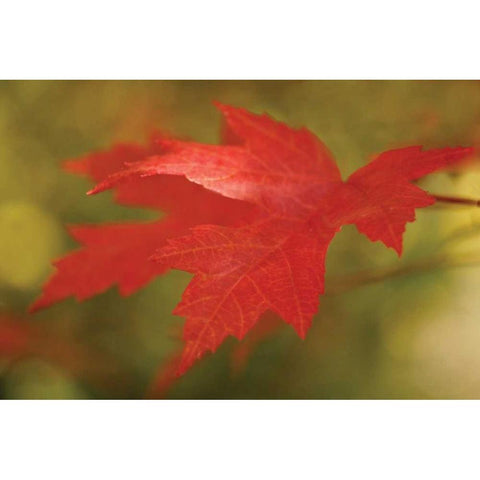 Maple Fire Leaves II Gold Ornate Wood Framed Art Print with Double Matting by Geyman, Vitaly