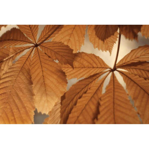Chestnut Leaves Duet I Brown Black Modern Wood Framed Art Print by Geyman, Vitaly