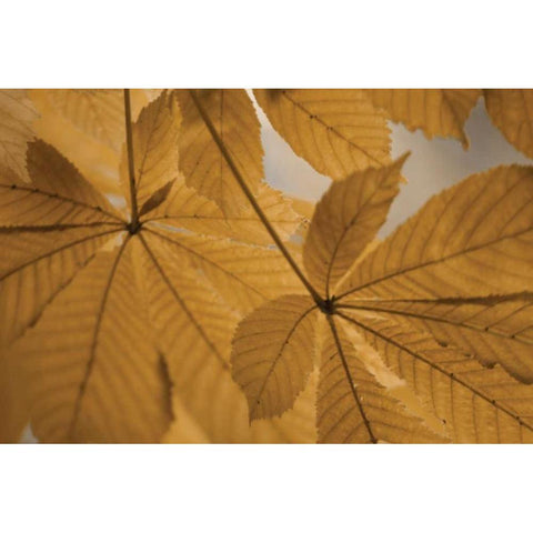 Chestnut Leaves Duet II Brown Black Modern Wood Framed Art Print by Geyman, Vitaly