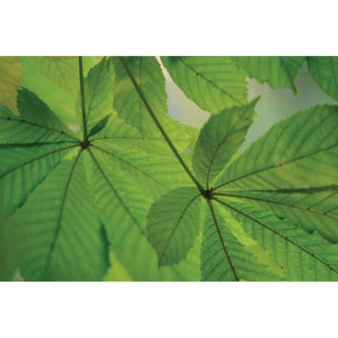 Chestnut Leaves Duet II Green Black Modern Wood Framed Art Print with Double Matting by Geyman, Vitaly