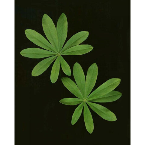 Green Leaves I White Modern Wood Framed Art Print by Geyman, Vitaly