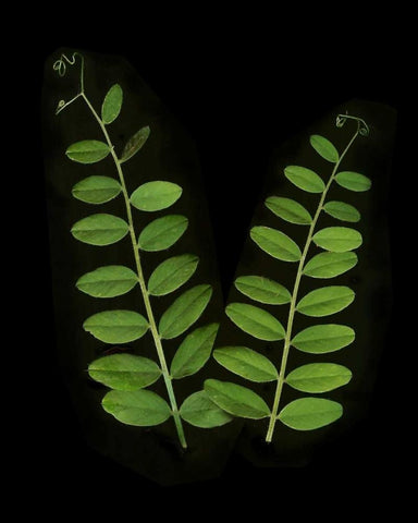 Green Leaves II White Modern Wood Framed Art Print with Double Matting by Geyman, Vitaly