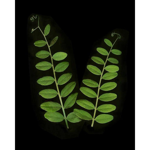 Green Leaves II White Modern Wood Framed Art Print by Geyman, Vitaly