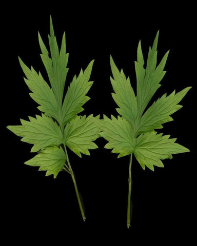 Green Leaves III White Modern Wood Framed Art Print with Double Matting by Geyman, Vitaly