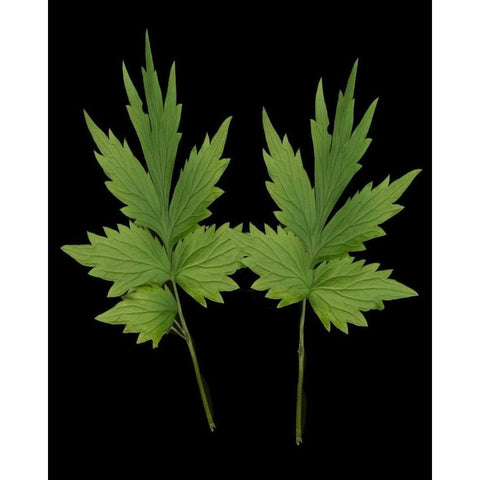 Green Leaves III Black Modern Wood Framed Art Print with Double Matting by Geyman, Vitaly