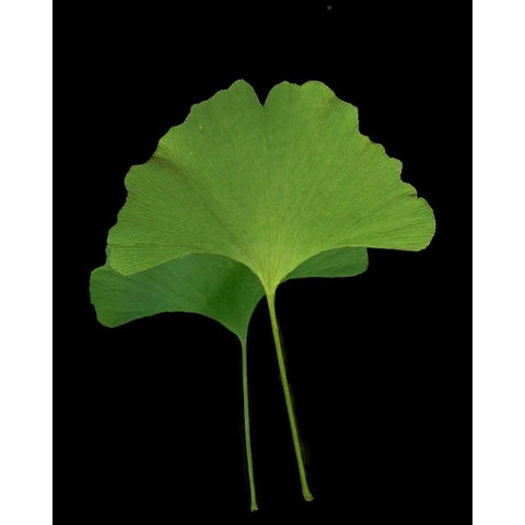 Green Leaves IV White Modern Wood Framed Art Print by Geyman, Vitaly