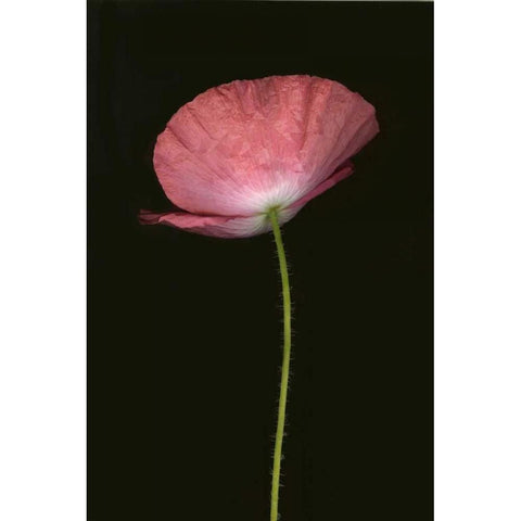 Pink Poppy I Gold Ornate Wood Framed Art Print with Double Matting by Geyman, Vitaly