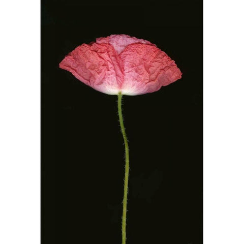 Pink Poppy II Black Modern Wood Framed Art Print with Double Matting by Geyman, Vitaly