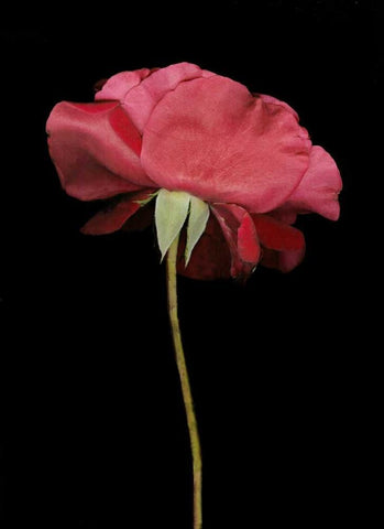 Red Rose I Black Ornate Wood Framed Art Print with Double Matting by Geyman, Vitaly