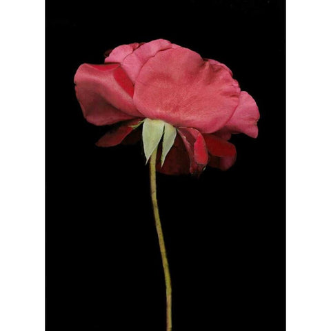 Red Rose I Black Modern Wood Framed Art Print with Double Matting by Geyman, Vitaly