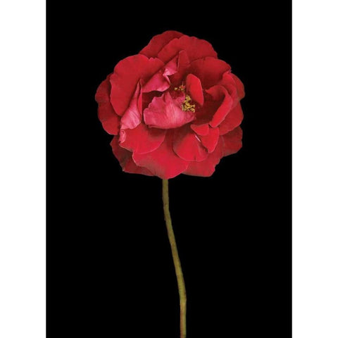Red Rose II Black Modern Wood Framed Art Print with Double Matting by Geyman, Vitaly