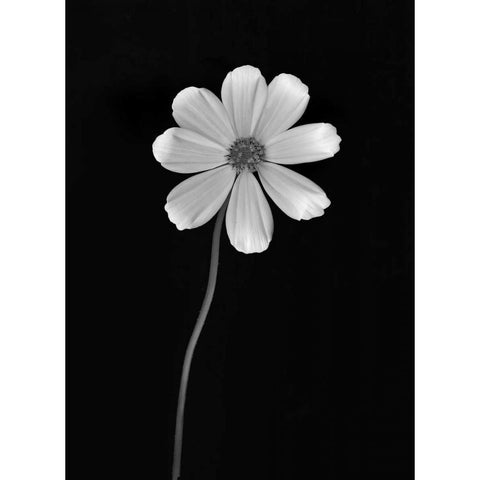 Ballet Flower I BandW Black Modern Wood Framed Art Print with Double Matting by Geyman, Vitaly