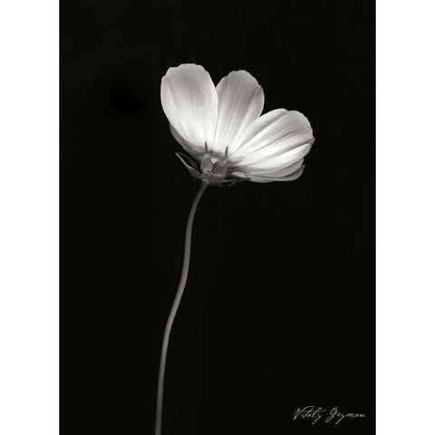 Ballet Flower II BandW White Modern Wood Framed Art Print by Geyman, Vitaly